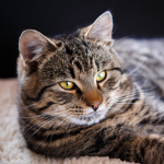 Cats we like cats