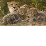 Cheetah's Club