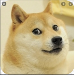 Doge Lives Matter!