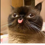 Hi everyone is welcome