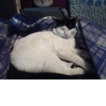 CatSquad for people who like cats