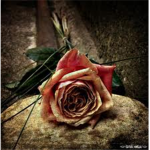 The Truth Beneath The Rose