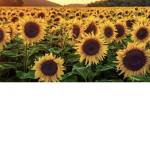 Sunny’s group/sunflower&$