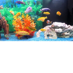 Da Fish Fan Club
