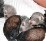 ferret group