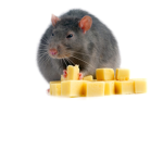 TeamRatss