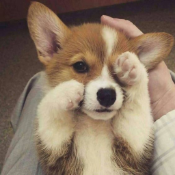 Corgi Home Store!!