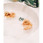 Luv ducks