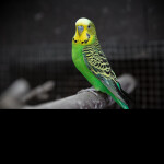 Budgie obby