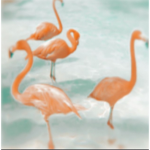 ~flamingos for lifeee~