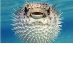Good fish of puffer