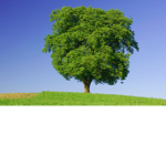 tree of gods