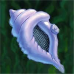 HAIL THE MAGIC CONCH