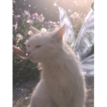 Cat fairies :D
