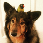 Animal Religion