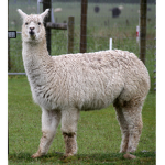 llamas hang out
