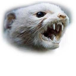 Stoats!