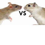 cheezy ratz cheezy RaTz