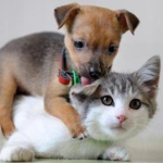 Doge and Kitty studios