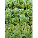 LETTUCE KINGDOM