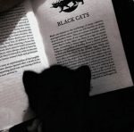 < black cat >