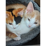 Kitties are very very cute