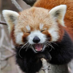 red panda's r THE BEST