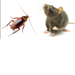 THE RATS AND COCKROACH