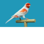 Canary Games