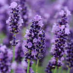 The Lavender’s