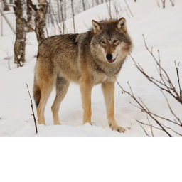 Lone Wolves Neighborhood It's Here