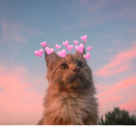 MollyCat Games