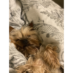 Ruby the Yorkie fan group!