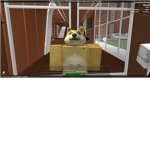 Doge Group!