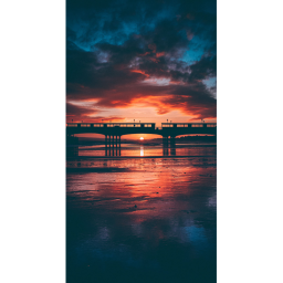 SunSet Lily!