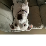 Fortnite, Bed wars, and dog Clan