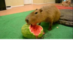 Capybara group (plz join!)