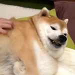 Fluffy Boi's