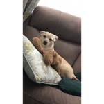 Josie dog / cadence
