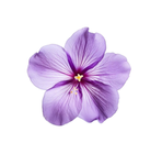 Loving Lavender Community <3