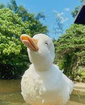 The Greatest Duckie Gang