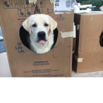 Dog Awareness Club