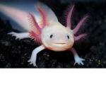 the gang of axolotls