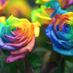 RATA Rose Gang