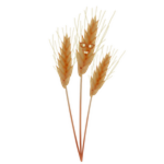 Wheat Nerd