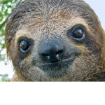 Da lazy sloths!