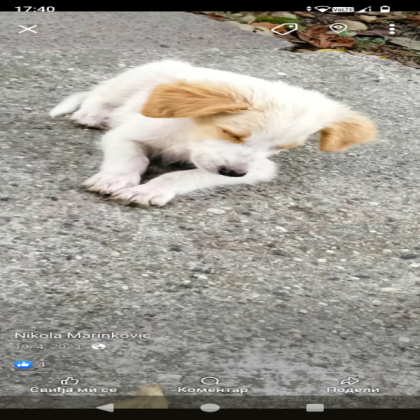 Cute dog Roblox decal