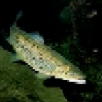 google images trout.jpeg society