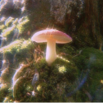 Sugar Swamp