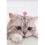 Cute kitty candy